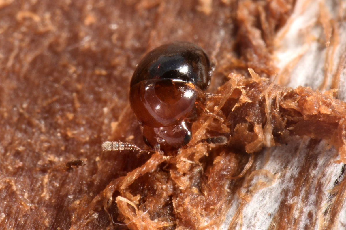 Leiodidae: Agathidium sp?  S, Agathidium (Neoceble) nigripenne